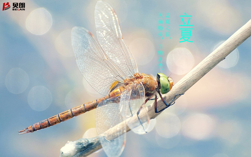 立夏啦！立夏啦！